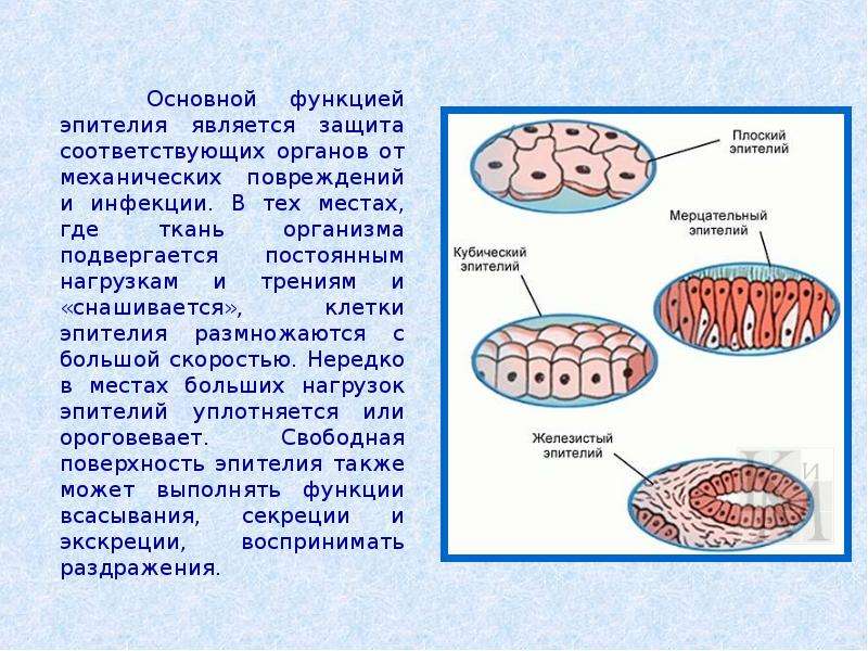 8 тканей. Конспект по биологии 8 класс ткани. Ткани конспект по биологии. Ткани биология 8 класс. Соединительная ткань биология 8 класс.