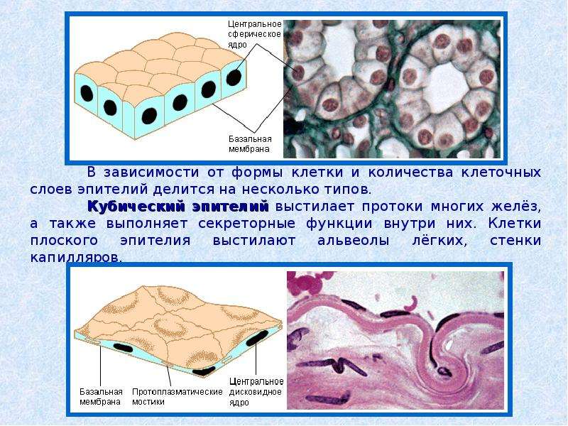 Презентация на тему ткани