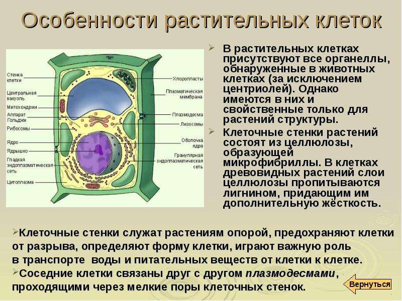 Проект по теме строение клетки