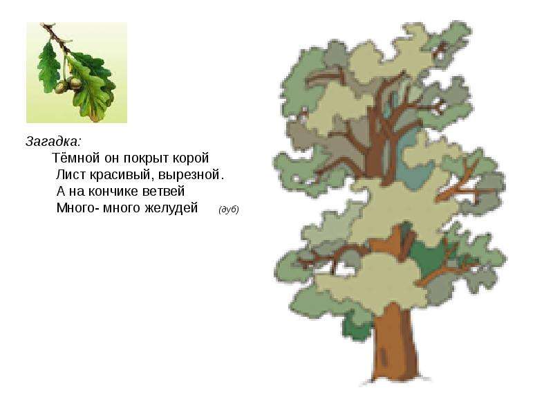 Дуб дерево предложение. Загадка про дерево дуб для детей. Детская загадка про дуб. Загадка про дуб для детей. Загадка про дубовый лист.