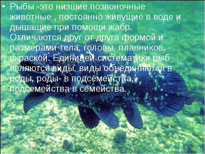 Презентация на тему «Рыбные консервы»  Подготовила студентка 1-го курса ФТД, группы т-093  Титойкина Ольга, слайд №3