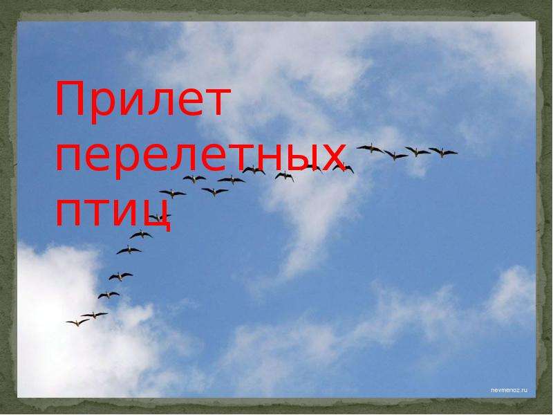 Прилет перелетных птиц. Прелёт перелётные птиц. Надпись перелетные птицы. С прилётом картинки.