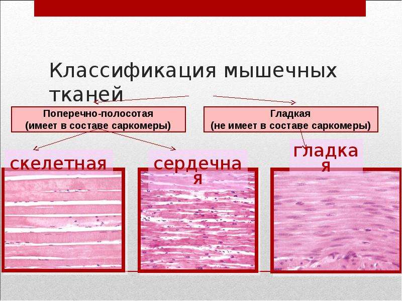 Какова особенность волокон поперечнополосатой мышечной ткани. Мышечная ткань функции строения и классификация. Классификация мышечной ткани гистология. Схема классификации видов мышечной ткани. Гладкая и поперечно полосатая мышечная ткань таблица.
