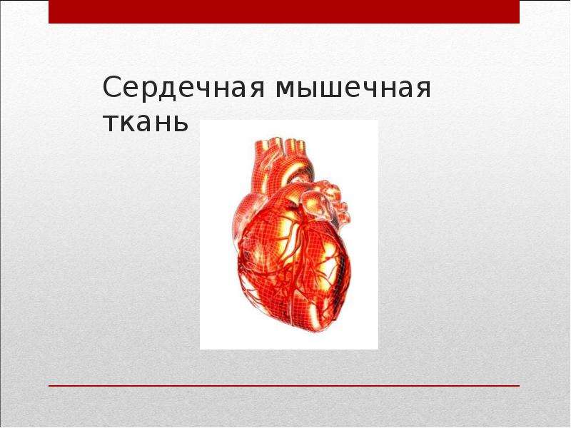Сердечная мышца представлена тканью. Мышечная ткань сердца. Ткани сердца. Ткань сердца рисунок. Ткань сердца биология.