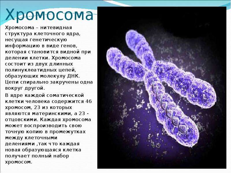 Презентация на тему хромосомные болезни