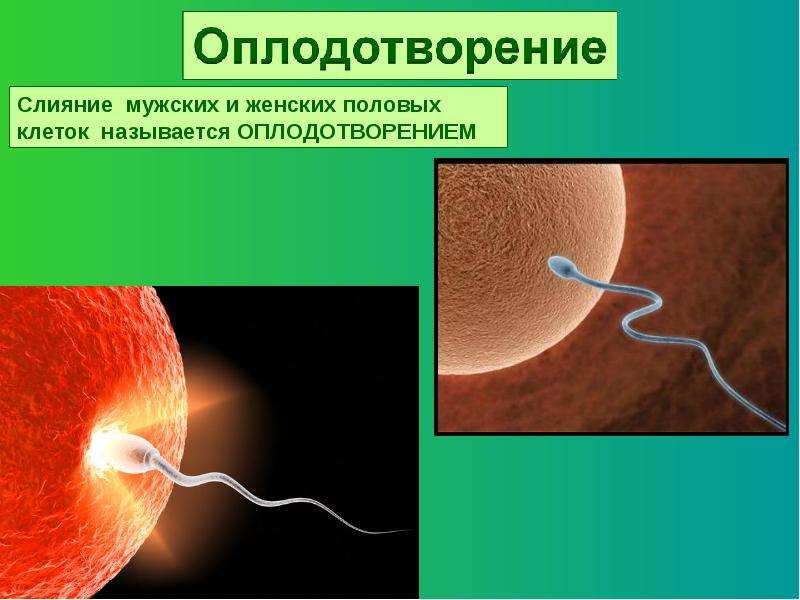 Оплодотворением называют. Слияние женской и мужской клеток называется. Слияние женской и мужской половых клеток. Слияние мужской и женской клетки. Оплодотворением называется процесс слияния.