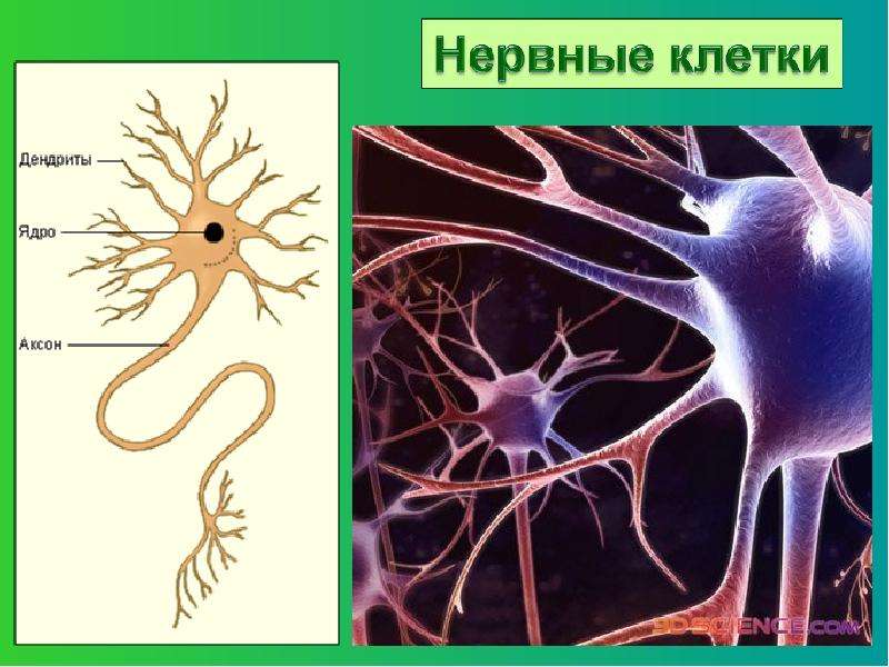 Биология 15. Аксон фото биология. Аксон в бактерии. Аксон биология Длительность. Каждую живую клетку покрывает.