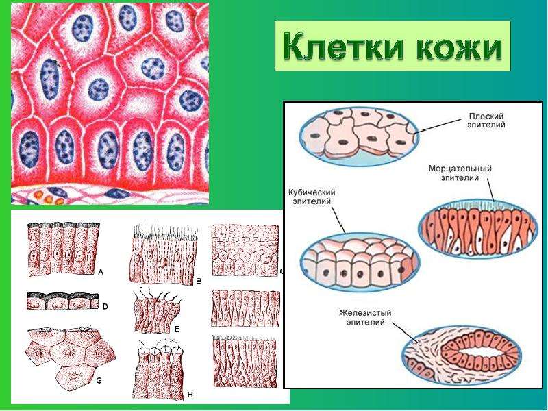 Кожная клетка. Клетки кожи схема. Клетки кожного эпителия.