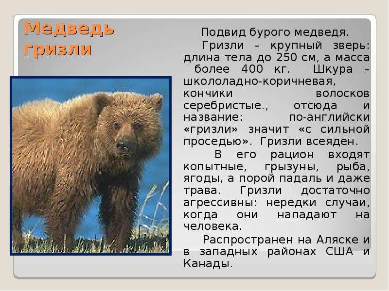 Сочинение про бурого медведя 5. Гризли и бурый медведь отличия. Сообщение о буром медведе Гризли. Медведь Гризли сообщение. Под вид бурога медьведя.