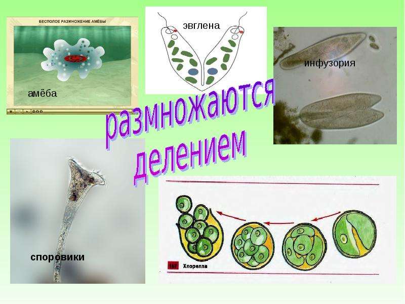 Презентация по биологии на тему размножение