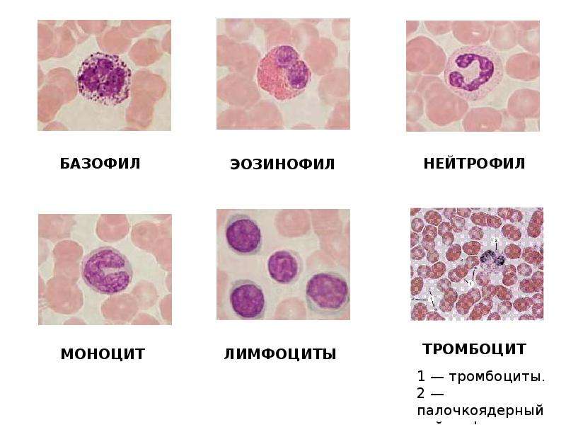 Для общего плана строения кроветворных органов не характерны признаки