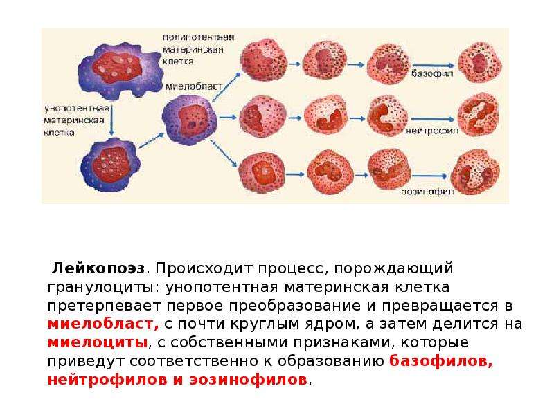 Для общего плана строения кроветворных органов не характерны признаки