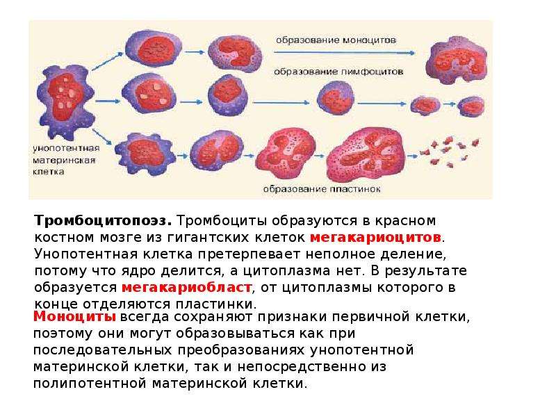 Схема образования тромбоцитов