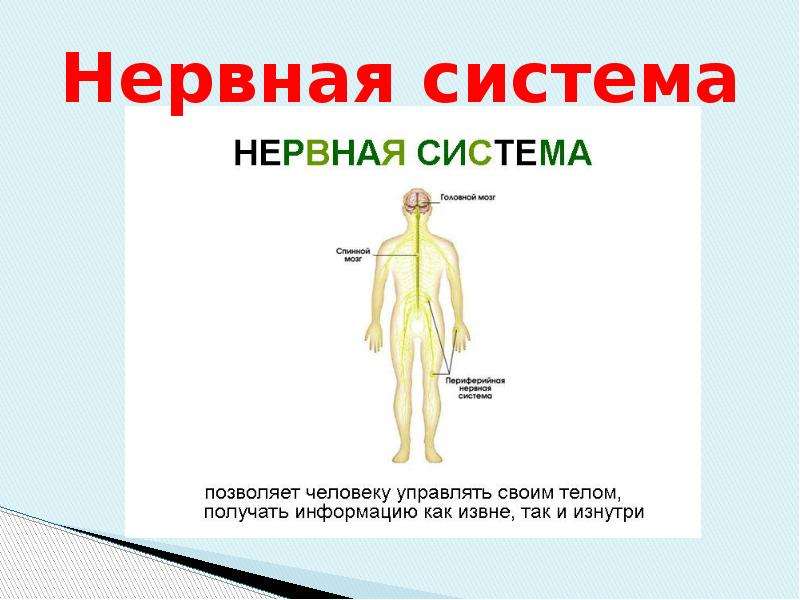 Проект организм человека. Проект тело человека. Тело человека для детей 3 класс. Проект организм человека туловище. Особенности строения организма человека.