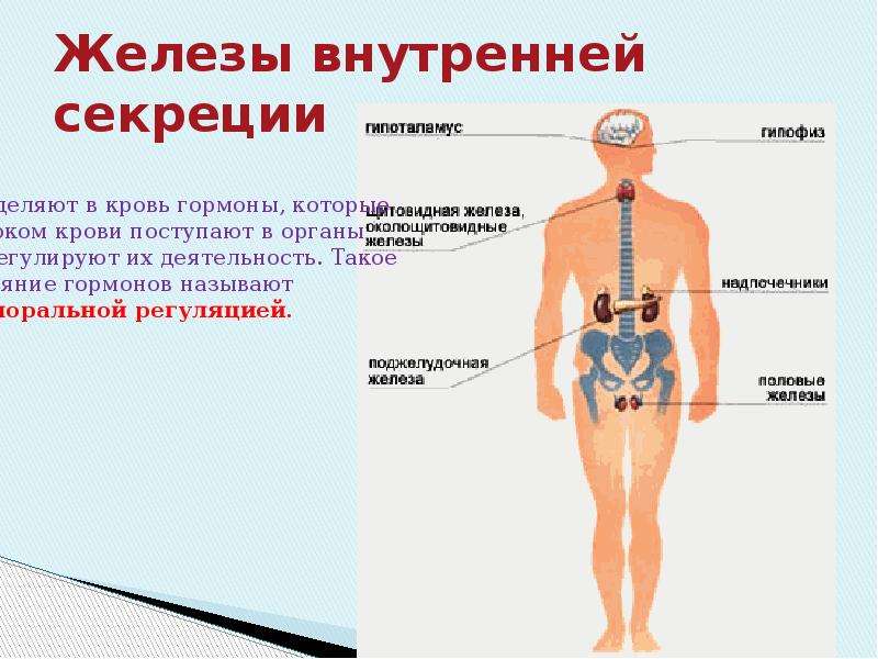 Особенности строения организма. Железы внутренней секреции картинки. Временная железа внутренней секреции. Гипофиз железа внутренней секреции. К железам внутренней секреции относятся.