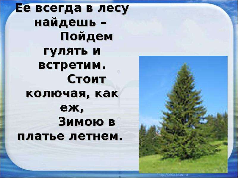 Найди стоит. Её всегда в лесу найдёшь стоит колючая как ёж. Ее всегда в лесу найдешь пойдем гулять и встретим стоит колючая. Её всегда в лесу. Её всегда в лесу найдёшь.