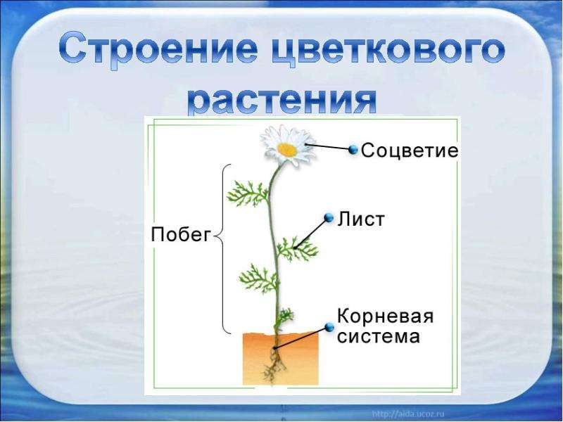 Строение растения 5 класс биология. Строение побега цветкового растения. Строение побега цветкового растения схема. Побег цветкового растения схема. Цветковое растение и его части.