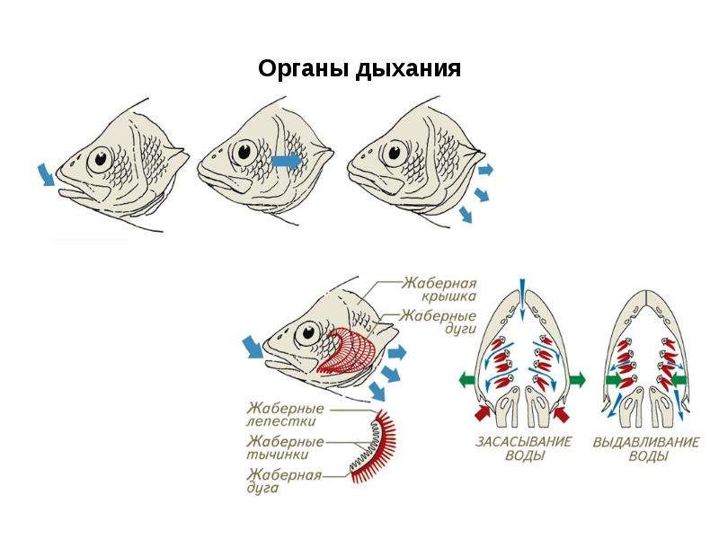 Схема дыхательная система рыб