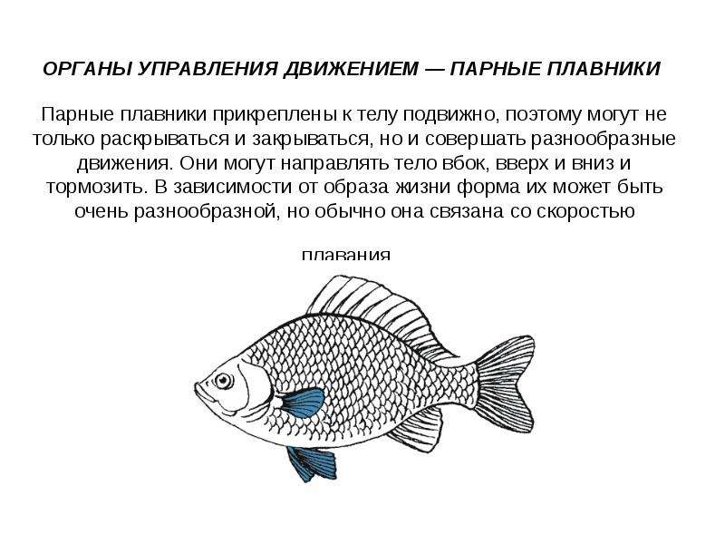 Работа плавников при движении рыбы в воде. Плавники рыб. Парные плавники у рыб. Органы движения: плавники. Органы передвижения рыб.