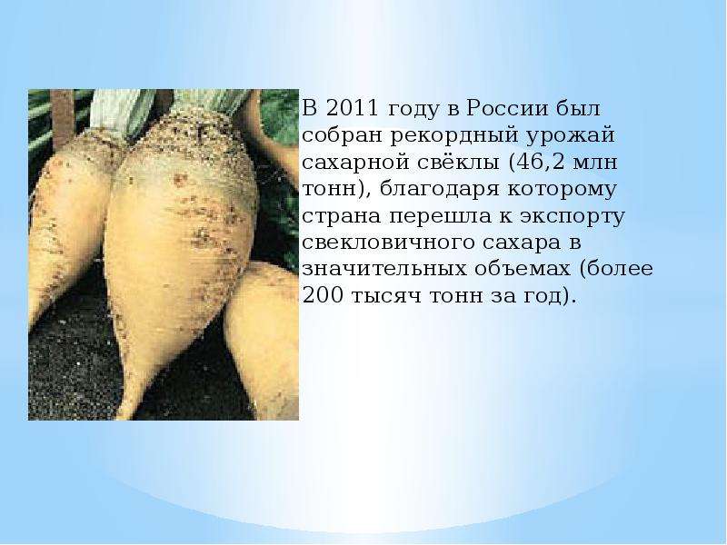 В 2011 году в России был собран рекордный урожай сахарной свёклы (46,2 млн тонн), благодаря которому