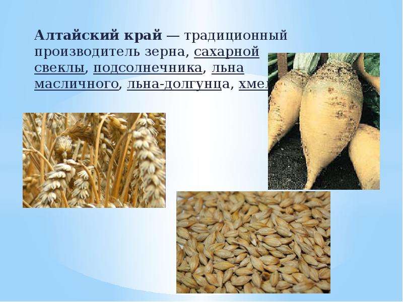 Алтайский край — традиционный производитель зерна, сахарной свеклы, подсолнечника, льна масличного,