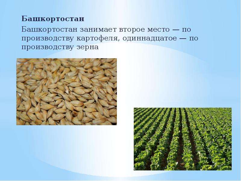 Башкортостан Башкортостан занимает второе место — по производству картофеля, одиннадцатое — по произ