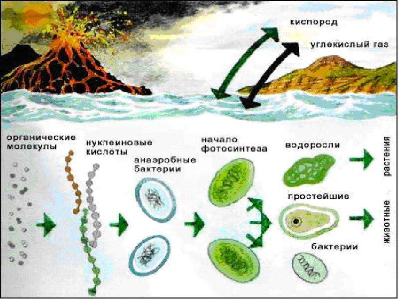 Схема возникновения жизни на земле - 94 фото