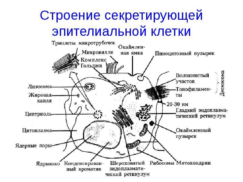 Клетка 2 описание. Строение эпителиальной клетки. Строение эпителиальной клетки человека. Строение эпителиальной клетки схема. Строение клетки эпителия.