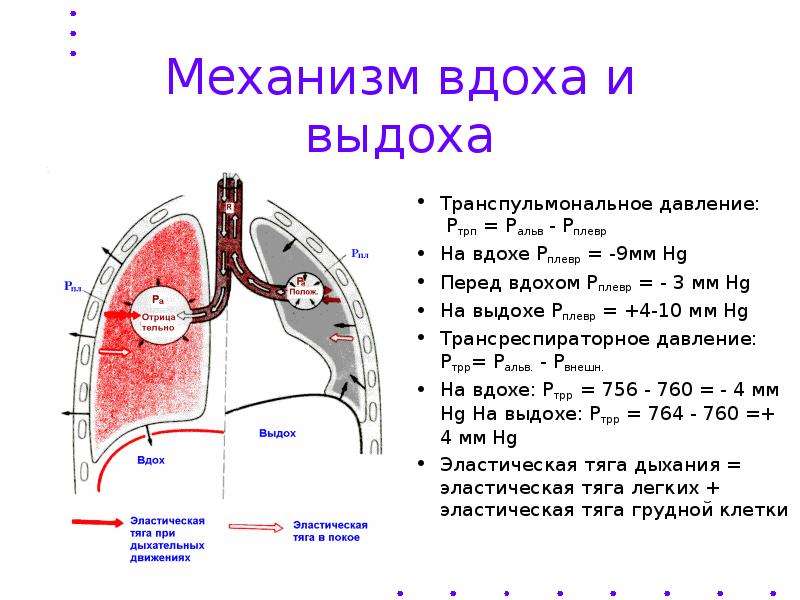 Схема вдоха и выдоха человека