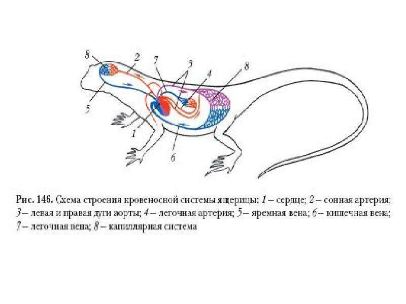 Строение сердца ящерицы прыткой. Схема строения кровеносной системы ящерицы. Схема кровеносной системы ящерицы. Схема строения кровеносной системы ящерицы 7 класс биология. Внутреннее строение ящерицы кровеносная система.