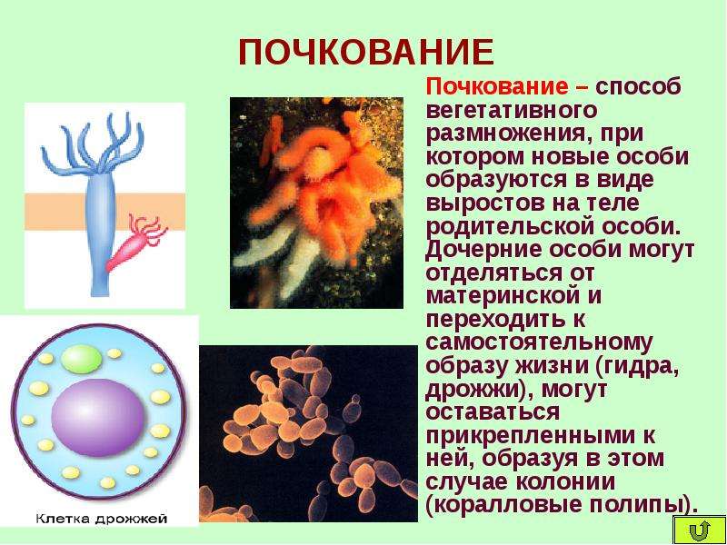 Почкование примеры. Почкование это в биологии кратко. Почкование размножение это в биологии. Почкование размножение характеристика. Почковое размножение пример.