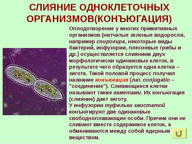 Какова роль одноклеточных организмов. Одноклеточные организмы. Слияние одноклеточных организмов. Примитивные одноклеточные организмы. Слияние одноклеточных организмов конъюгация.