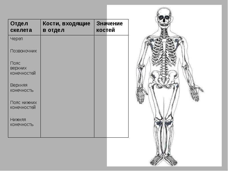 Опорно двигательная система рисунок. Строение ОДС. Отделы кости. ОДС скелет. ОДС строение скелета.