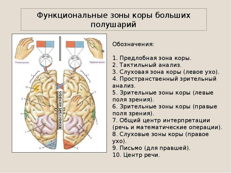 Полушария входят в состав мозга