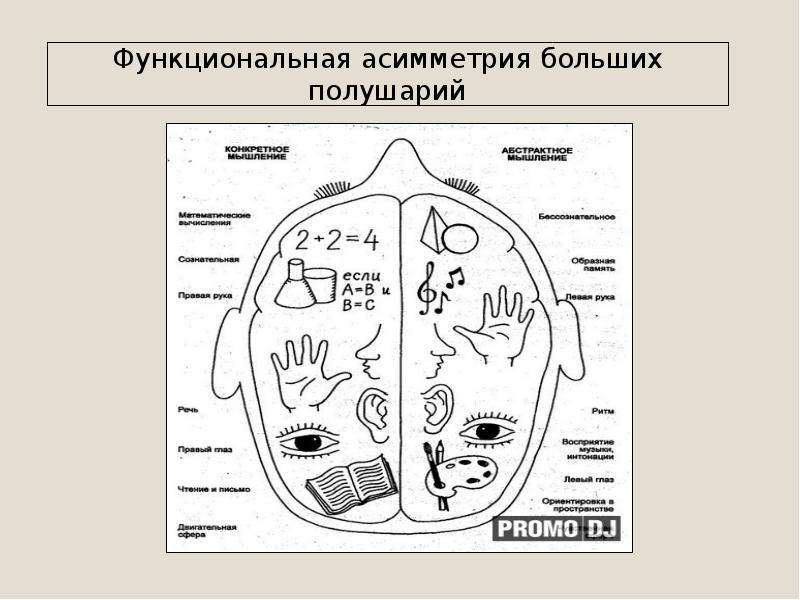 Функциональная асимметрия мозга картинки