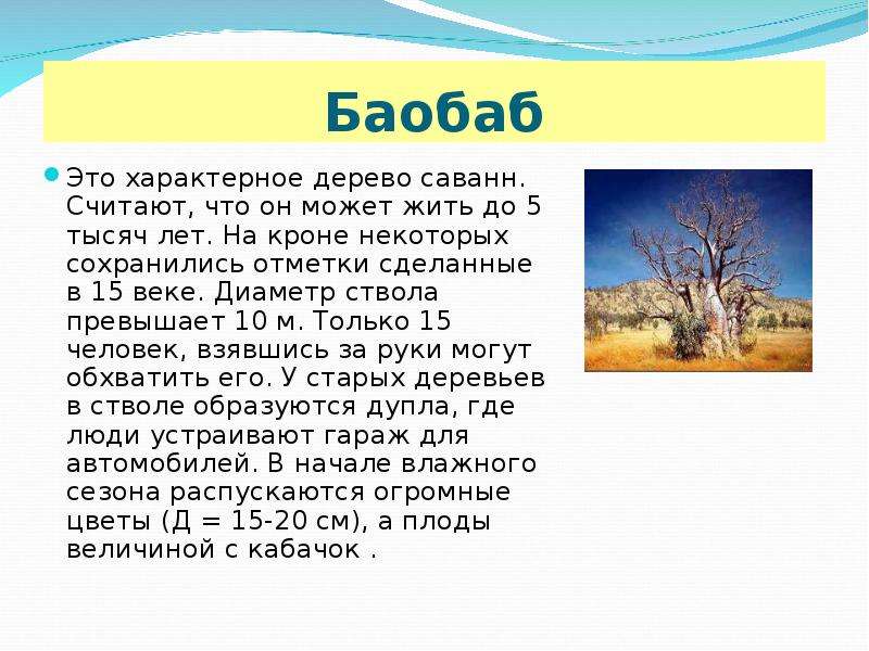 Характерное дерево. Баобаб дерево описание. Рассказ о баобабе. Баобаб характеристика. Свойства древесины баобаба.