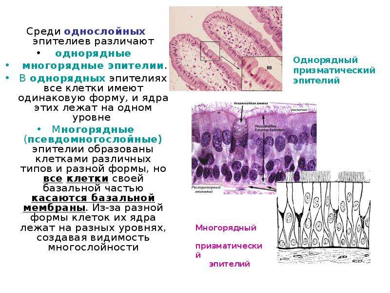 Эпителиальной клеткой является. Многорядный псевдомногослойный эпителий. Железистая ткань эпителиальной ткани. Однослойный однорядный эпителий. Однослойный эпителий функции.