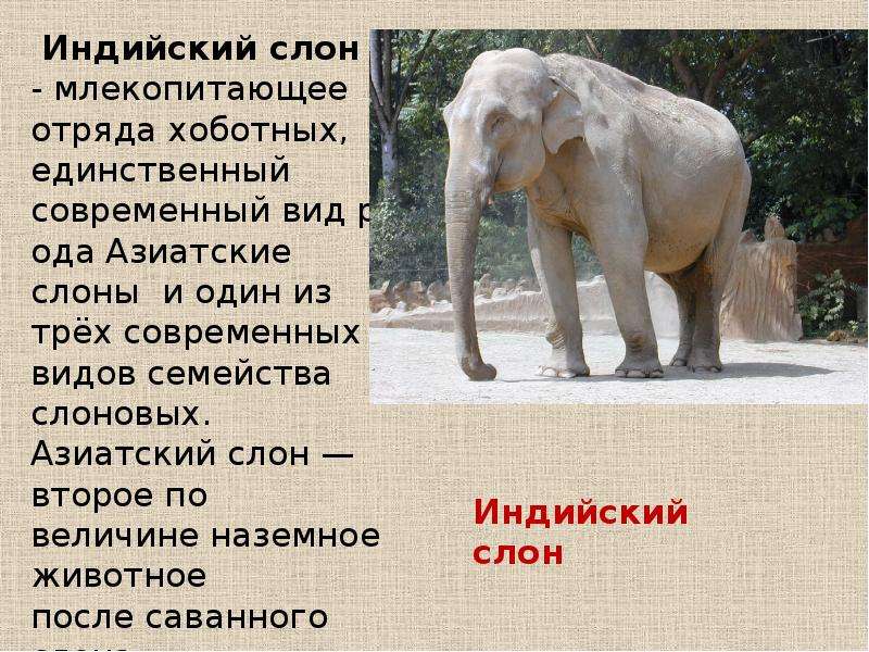 Слон рассказ окружающий мир. Презентация о слонах. Описание слона. Сообщение о слоне. Слон краткая информация.