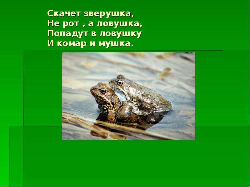 Скачет зверушка не рот а ЛОВУШКА попадут в ЛОВУШКУ И комар и мушка. Комар лягушка цапля. Скачет зверушка не. Жизнь в пресных Водах 4 класс окружающий мир презентация школа России.