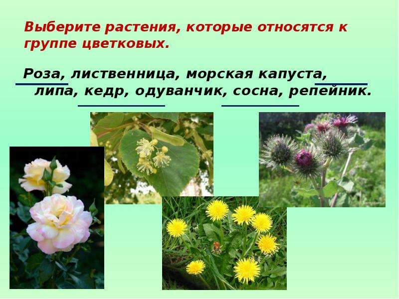 Группа растений которых является