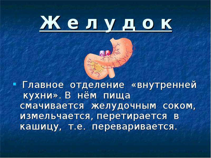 Сколько переваривается пища. Как переваривается пища. Сколько переваривается еда. Главное отделение внутренней кухни человека. Как переваривается пища в организме человека.