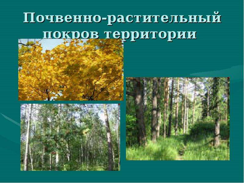 Почвенно растительный. Почвенно-растительный Покров. Почвенно-растительный Покров презентация. Ивдель почвенно-растительный Покров. Обильный растительный Покров.