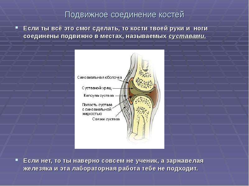 Подвижное соединение суставов. Подвижное соединение костей. Подвижные соединения костей. Подвижные соединения суставы. Подвижные соед костей.