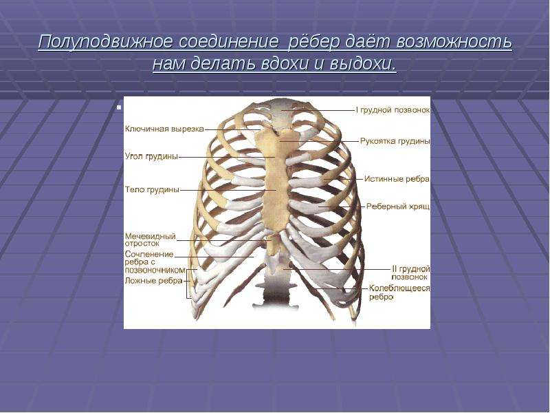 Соединение ребер с грудиной. Грудная клетка полуподвижное соединение. Соединения ребер. Соединения ребер между собой. Соединение костей ребер.