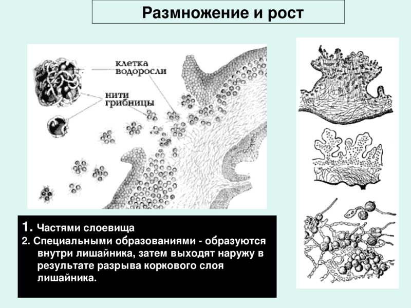 Размножение лишайников схема