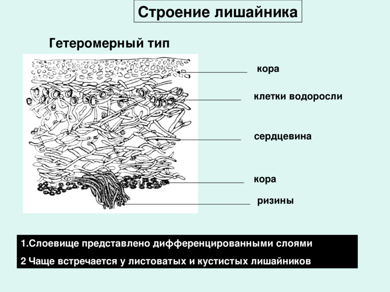 Лишайники схема строения