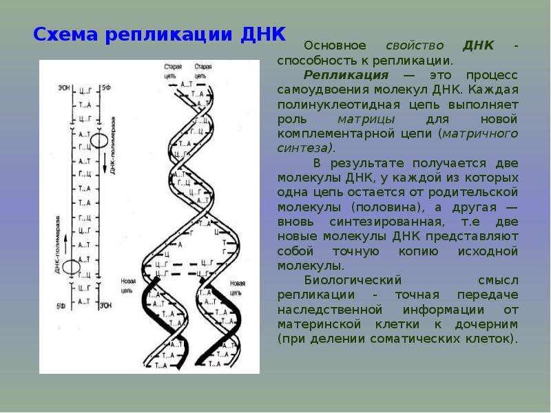 Полинуклеотидная рнк. Схема репликации молекулы ДНК. 2 Цепи ДНК репликация. Синтез второй цепи ДНК при репликации. Процесс самоудвоения молекулы ДНК.