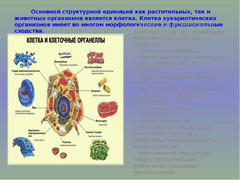 Клетка структурная и функциональная единица организма. Основные структурные единицы клетки. Основные структурные единицы растительной клетки. Клетка структурная единица организма. Клетка основная структурная единица.