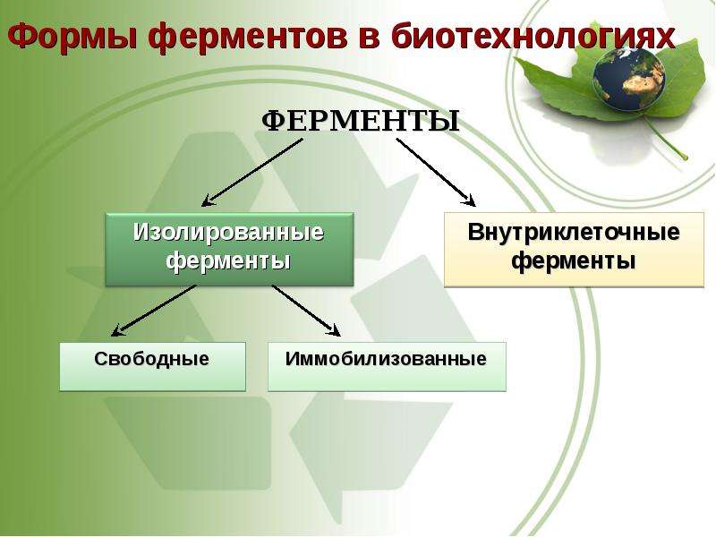 Биотехнология ферментов презентация