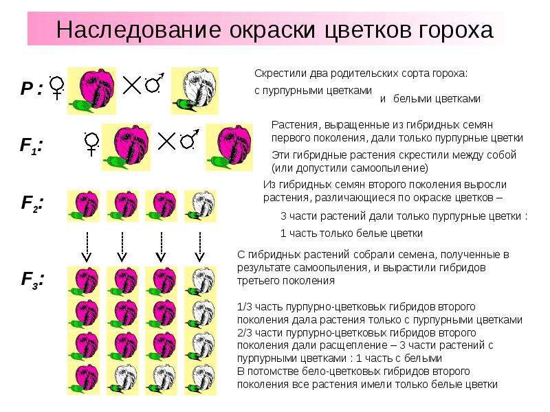 Скрещивание сортов. Моногибридное скрещивание цветки гороха. Дигибридное сцепленное скрещивание. Скрещивание двух растений. Наследование окраски цветков гороха.